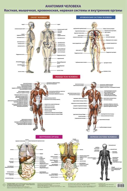 Анатомия человека. Костная, мышечная, кровеносная системы и внутренние органы (плакат в тубусе)