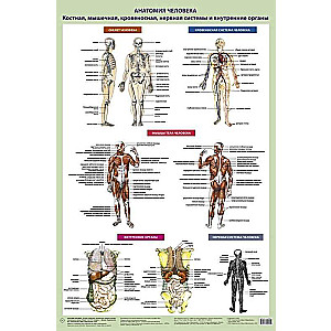 Анатомия человека. Костная, мышечная, кровеносная системы и внутренние органы: Плакат