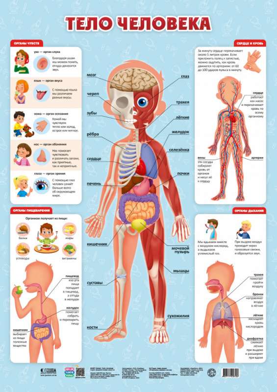 Дидактический плакат "Тело человека"