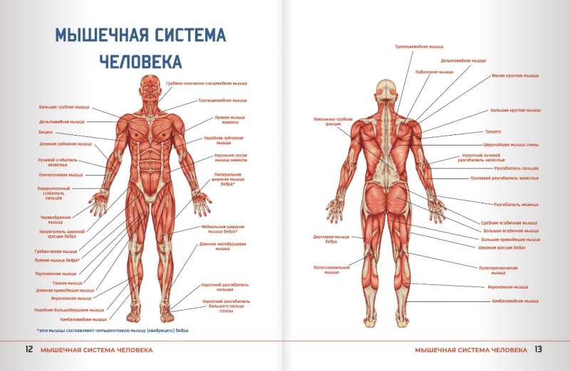 Анатомия силовых упражнений с дополненной реальностью