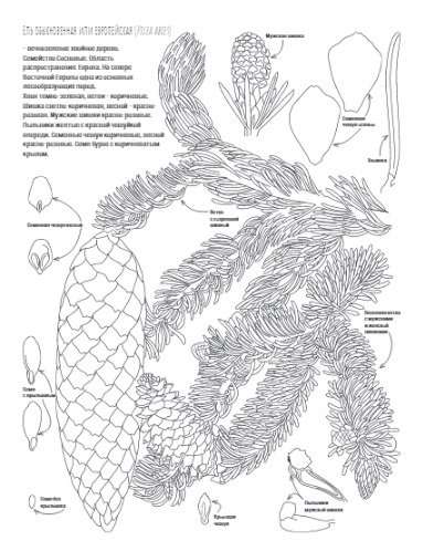 Ботаника. Атлас-раскраска