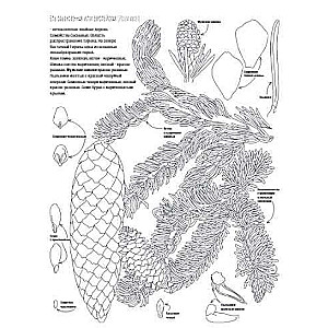 Ботаника. Атлас-раскраска