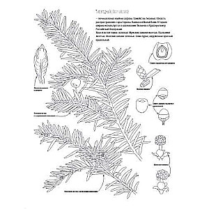 Ботаника. Атлас-раскраска