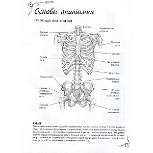 Анатомия для художников. Экспресс-курс + скетчбук