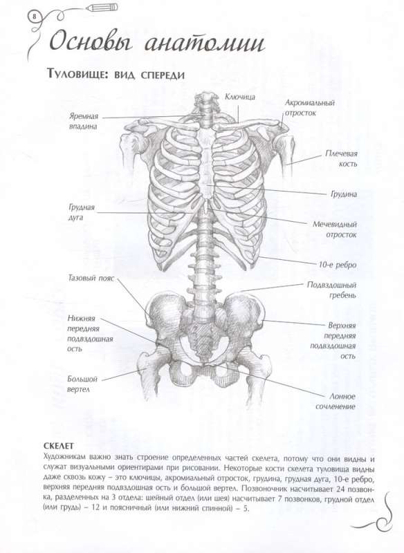 Анатомия для художников. Экспресс-курс + скетчбук