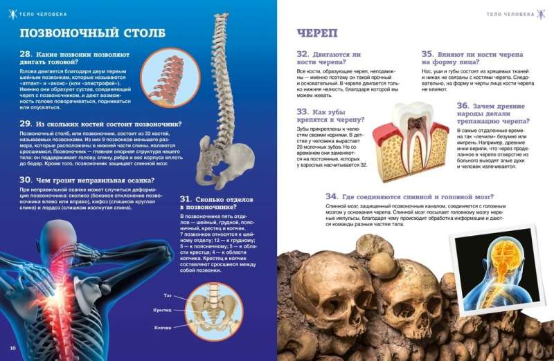 Школьная энциклопедия. Тело человека. 200 вопросов и ответов