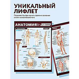 Анатомия. Самая компактная анатомическая таблица