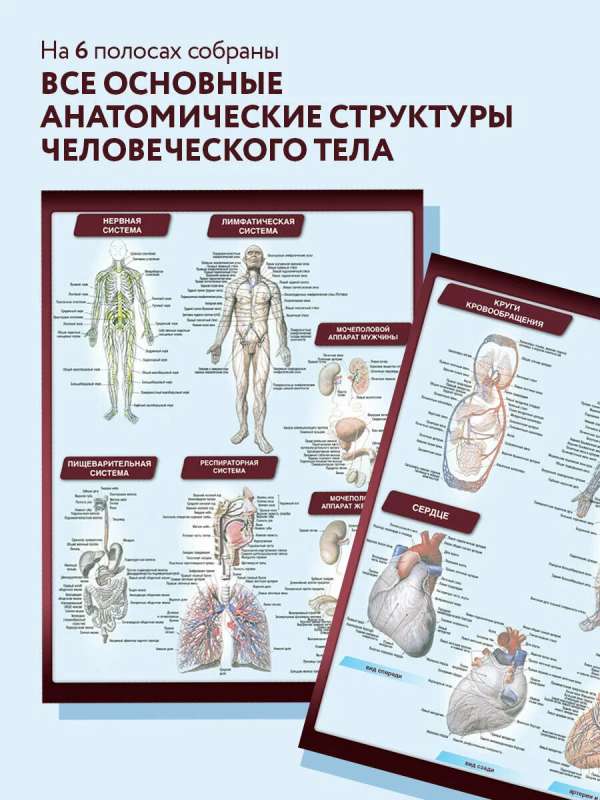 Анатомия. Самая компактная анатомическая таблица