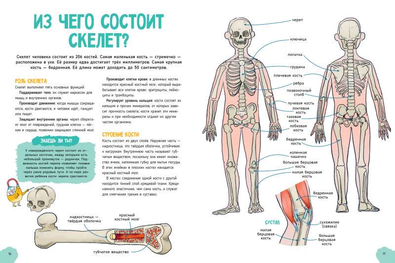 Удивительные энциклопедии. Невероятное тело человека