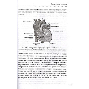 Прямо в сердце. Как главный символ любви превратился в главный орган кровообращения