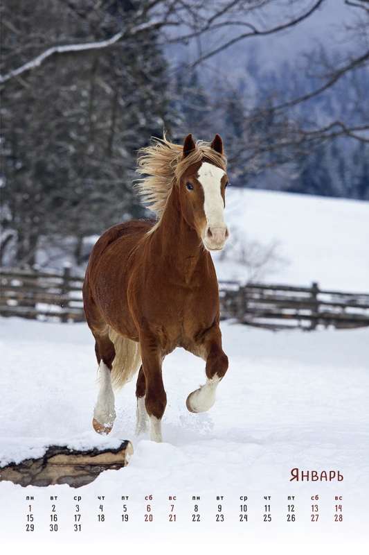 Календарь: Horses Dreaming Сны о лошадях 2024 