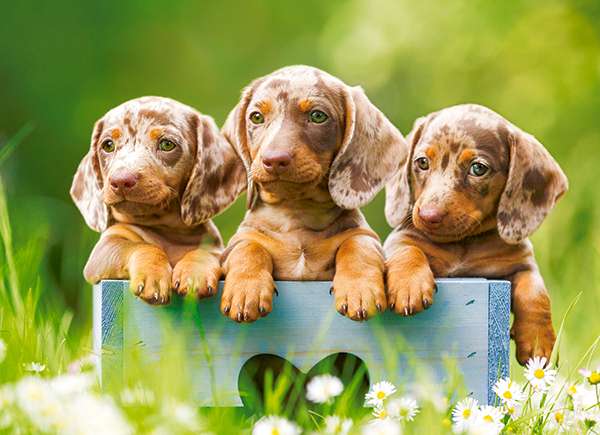 Пазл Cute Dachshunds 100 дет.