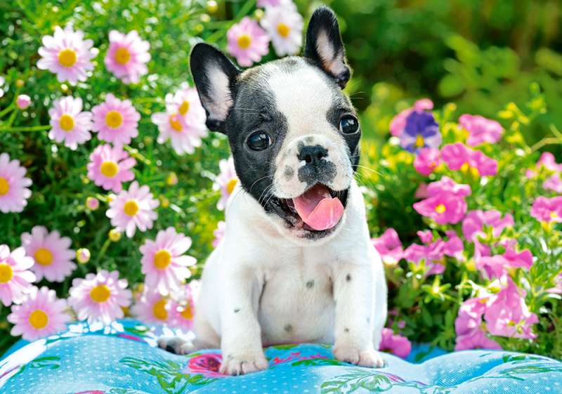 Пазл French Bulldog Puppy 500 дет.