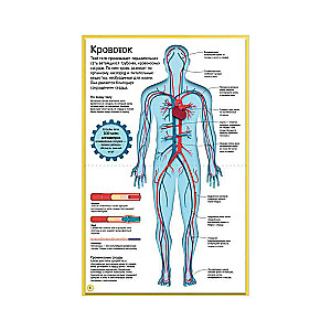 Как устроено тело человека. Красочный путеводитель по нашему организму