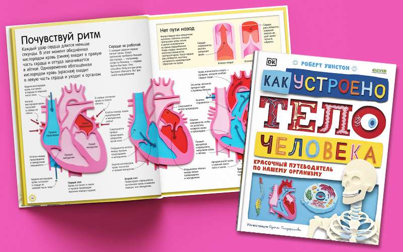 Как устроено тело человека. Красочный путеводитель по нашему организму