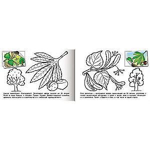 Раскраска с наклейками. Деревья и листья