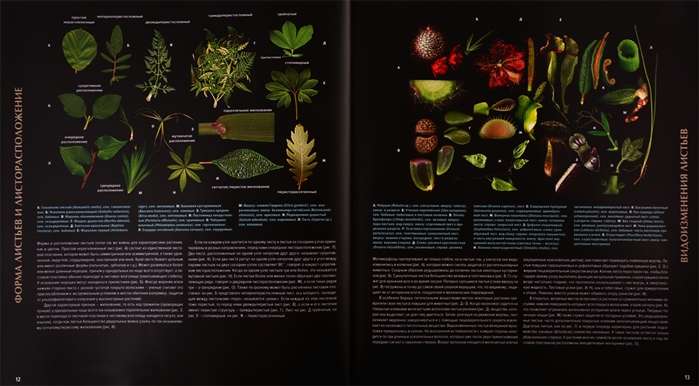 Атлас цветковых растений. 200 ботанических семейств в необычных ракурсах и мельчайших деталях