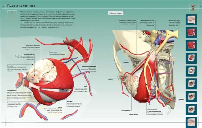 Анатомия человека 360°. Иллюстрированный атлас