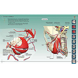 Анатомия человека 360°. Иллюстрированный атлас