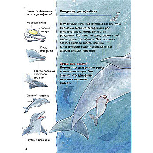 Дельфинчик и его морские соседи. Познавательные истории
