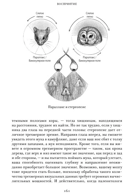 ЕВА. История эволюции женского тела. История человечества