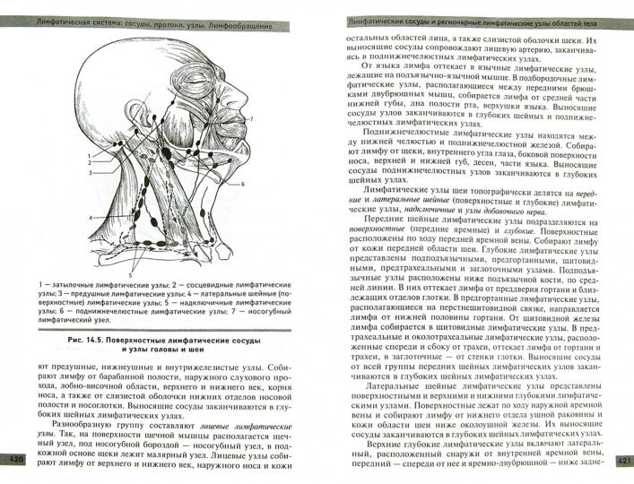 Анатомия и физиология человека