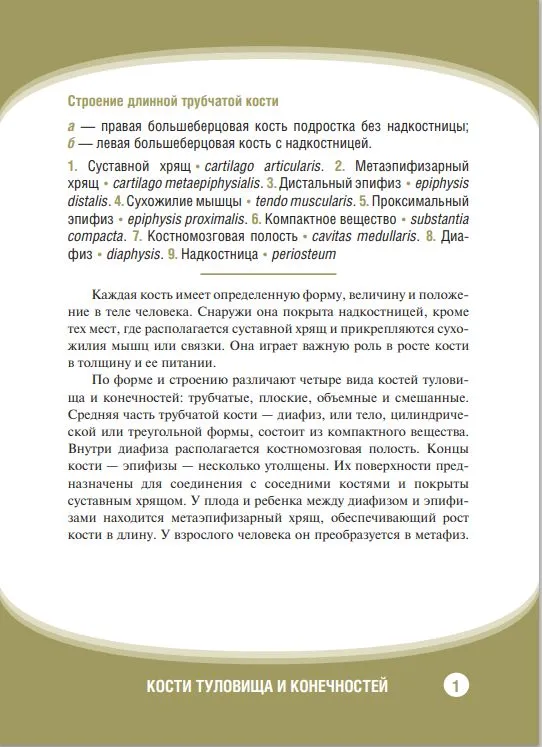 Анатомия человека. Кости туловища и конечностей. Нагляд.уч.пос. Карточки 32 шт.