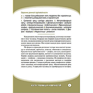 Анатомия человека. Кости туловища и конечностей