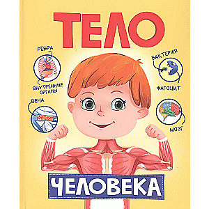 Тело человека