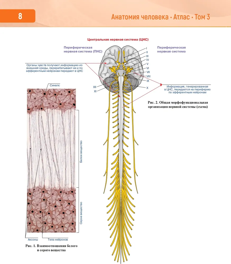 Анатомия человека. Атлас в 3-х томах. Том 3. Нервная система. Органы чувств