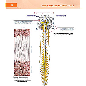 Анатомия человека. Атлас в 3-х томах. Том 3. Нервная система. Органы чувств