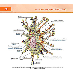 Анатомия человека. Атлас в 3-х томах. Том 3. Нервная система. Органы чувств