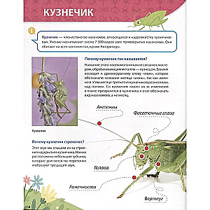 Все о насекомых малышам