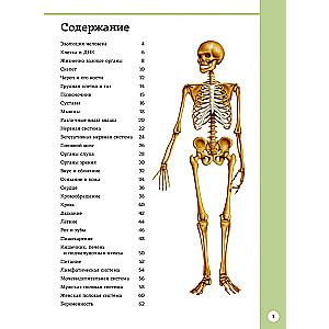 Der erste Atlas der menschlichen Anatomie