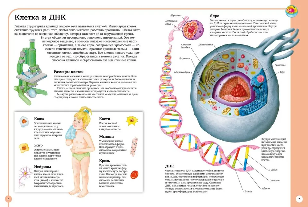 Der erste Atlas der menschlichen Anatomie