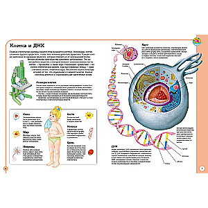 Der erste Atlas der menschlichen Anatomie