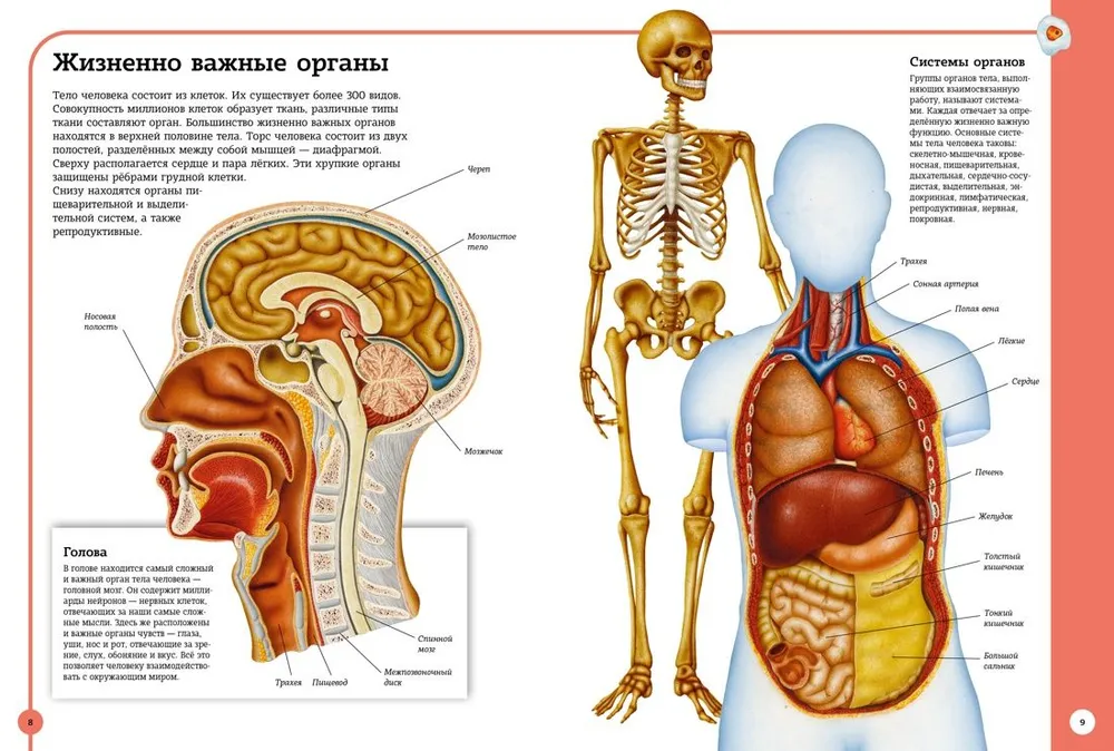 Der erste Atlas der menschlichen Anatomie