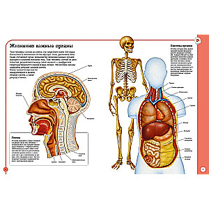 Der erste Atlas der menschlichen Anatomie