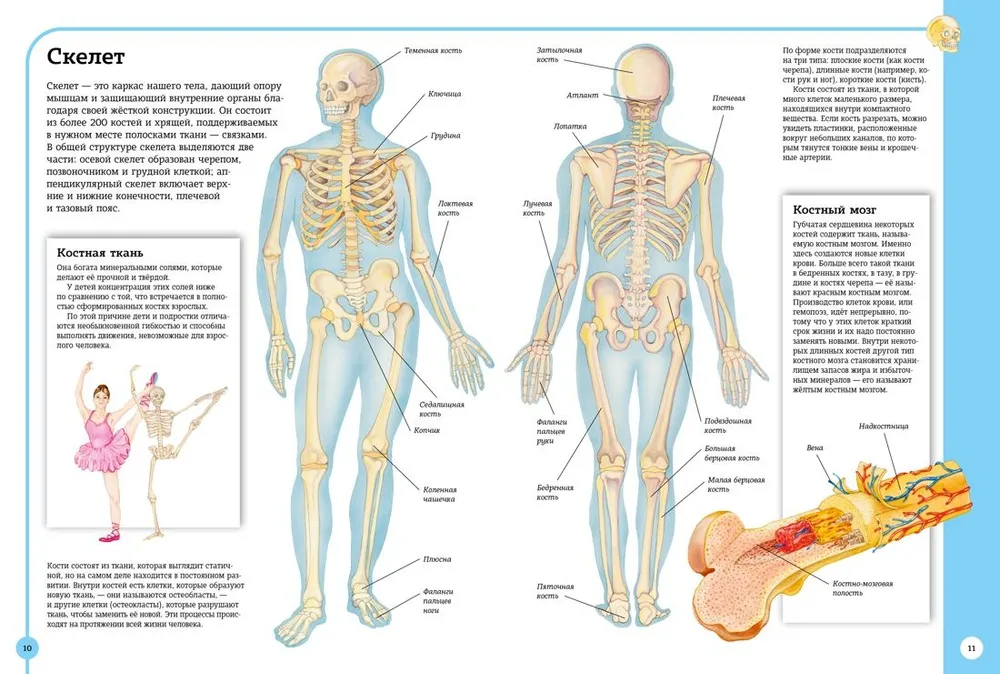 Der erste Atlas der menschlichen Anatomie