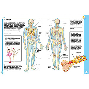 Der erste Atlas der menschlichen Anatomie