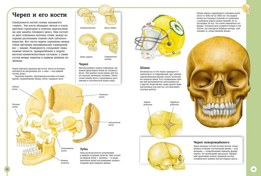 Der erste Atlas der menschlichen Anatomie