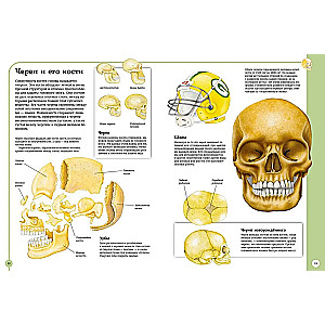 Der erste Atlas der menschlichen Anatomie