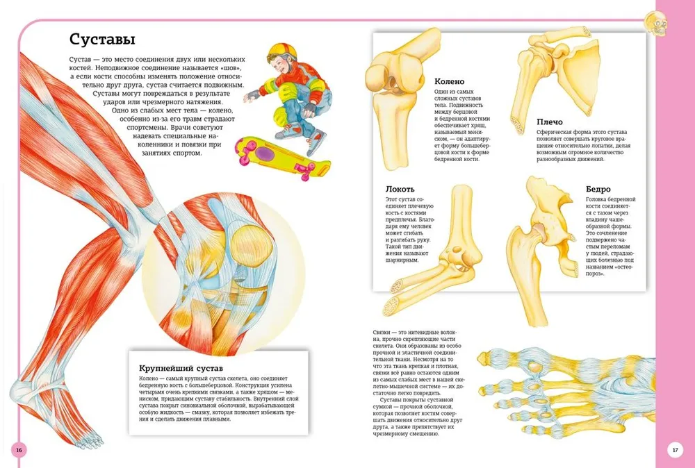 Der erste Atlas der menschlichen Anatomie