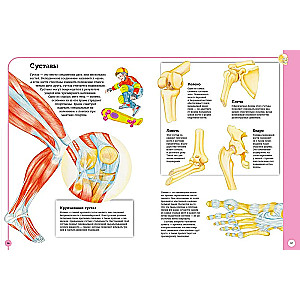 Der erste Atlas der menschlichen Anatomie