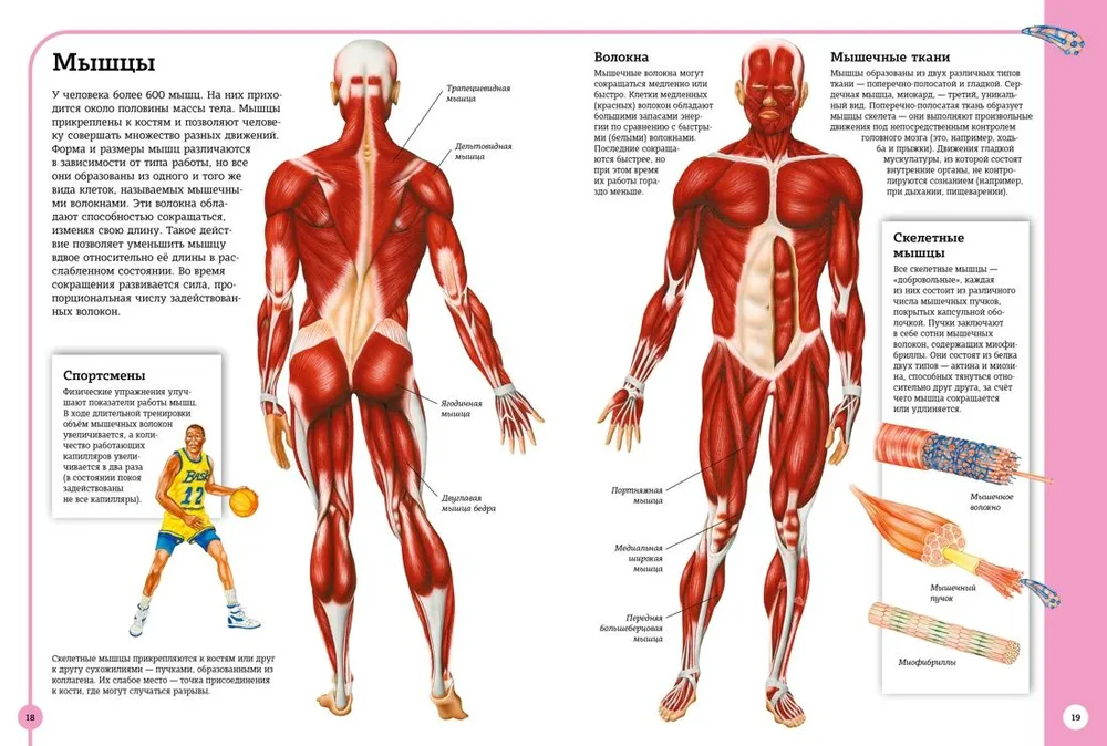 Der erste Atlas der menschlichen Anatomie