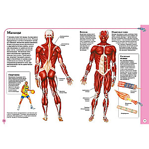 Der erste Atlas der menschlichen Anatomie