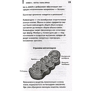 Анатомия. Разоблачение человека