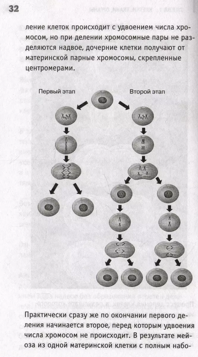 Anatomie. Einen Mann bloßstellen