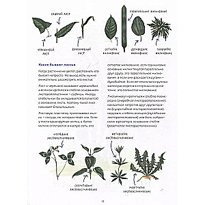 Mein Herbarium. Blumen und Kräuter (neu verpackt)