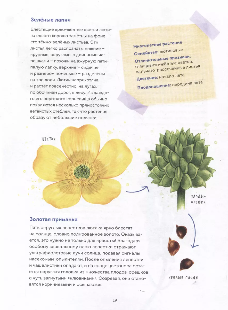 Mein Herbarium. Blumen und Kräuter (neu verpackt)